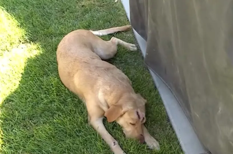 C Utah Labrador Endures 30 Bites In Fierce Battle With Mountain Lion To Save Her Family’s Lives