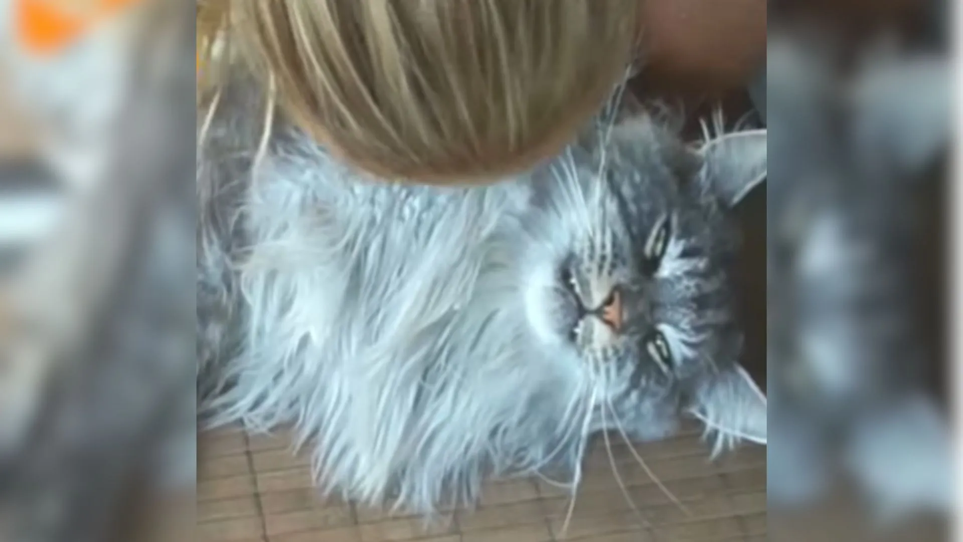 C Devoted Mama Cat Sheds Tears Of Sorrow While Longing For Her Missing Kittens