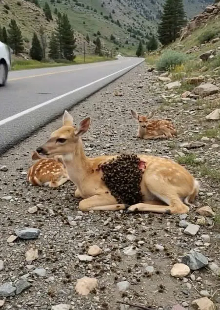 “Heroes Stop Traffic to Save a Deer Family”