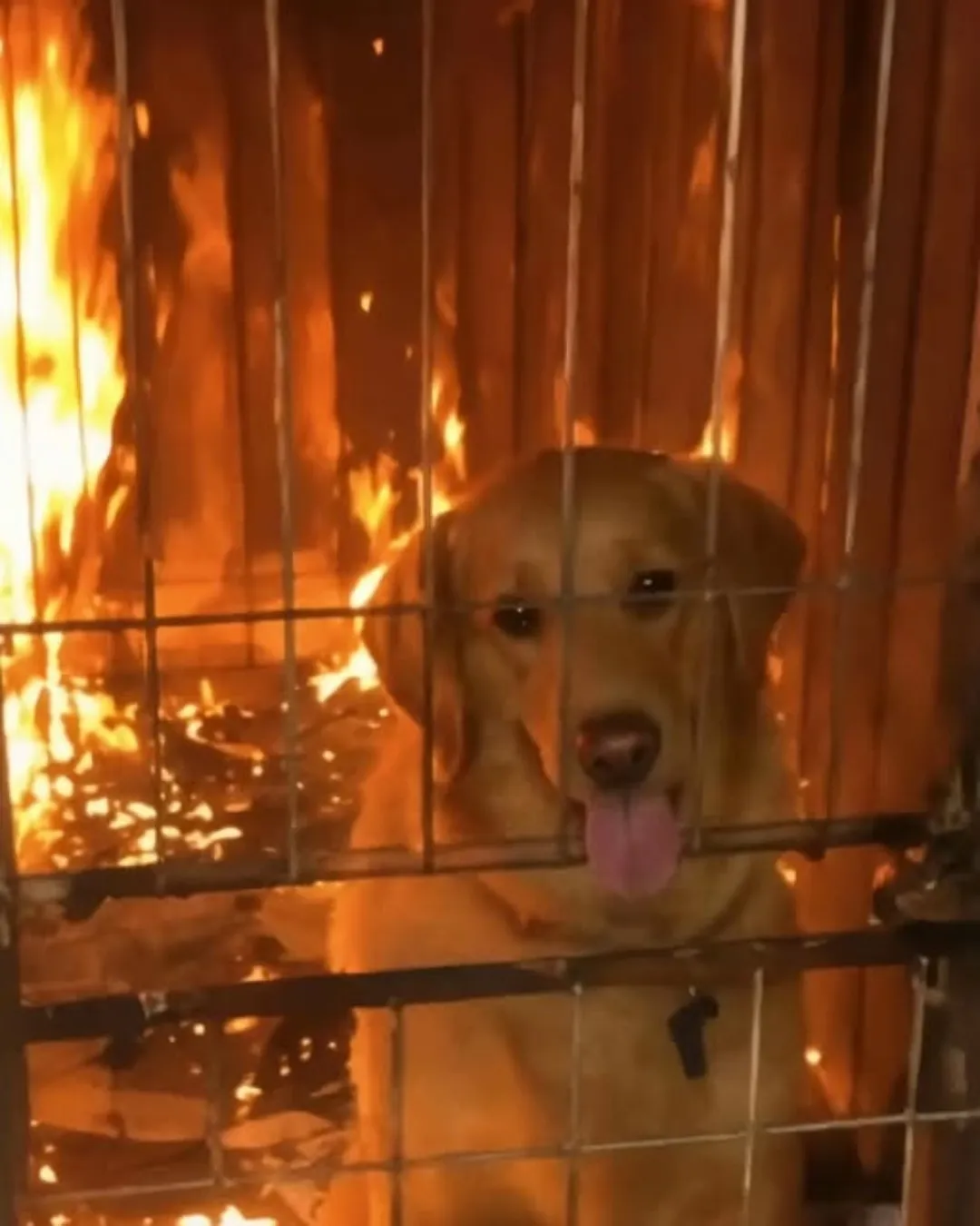 H No one thought life could still be inside the burning house—until a faint, desperate bark cut through the roar of flames.  Through the smoke, rescuers saw him: a dog, trapped in a cage, eyes pleading for help. Without hesitation, one man rushed into the inferno, emerging moments later with the trembling pup in his arms.  That dog not only survived—he found a new home filled with love and safety.  Proof that even the smallest cry deserves to be heard… 👉 Full story in the comment below.