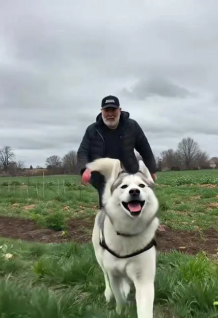 Unbelievable Courage: Dog Saves Dozens of Horses From Fire