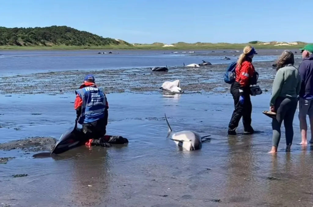 Q Over 100 Dolphins Stranded On Massachusetts Coast Desperately Fight To Stay Alive