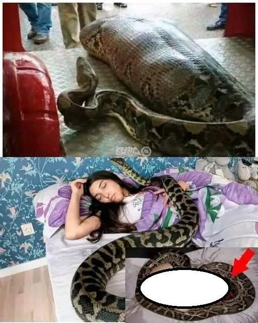 X Indonesia: 45-Year-Old Woman Killed by Five-Metre Python in South Sulawesi