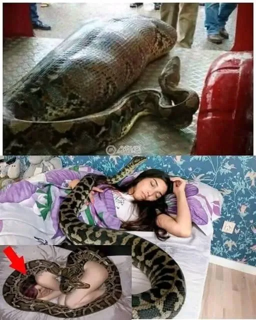 H Woman slept with her python every night until the vet showed her a surprising ultrasound
