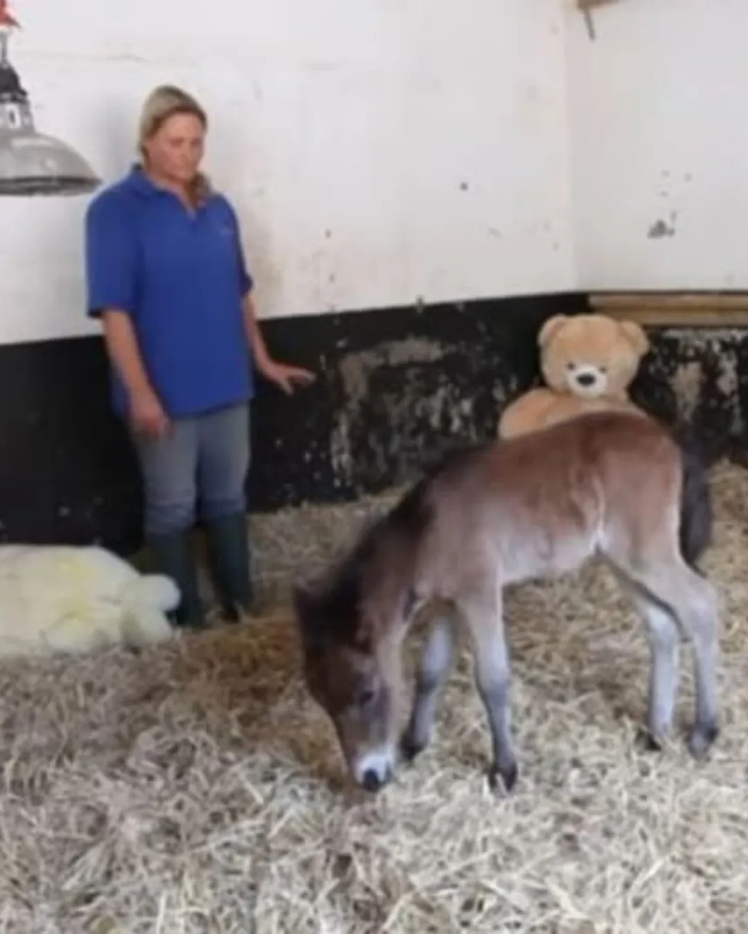The Orphaned Pony Who Found a Best Friend in a Teddy Bear.582
