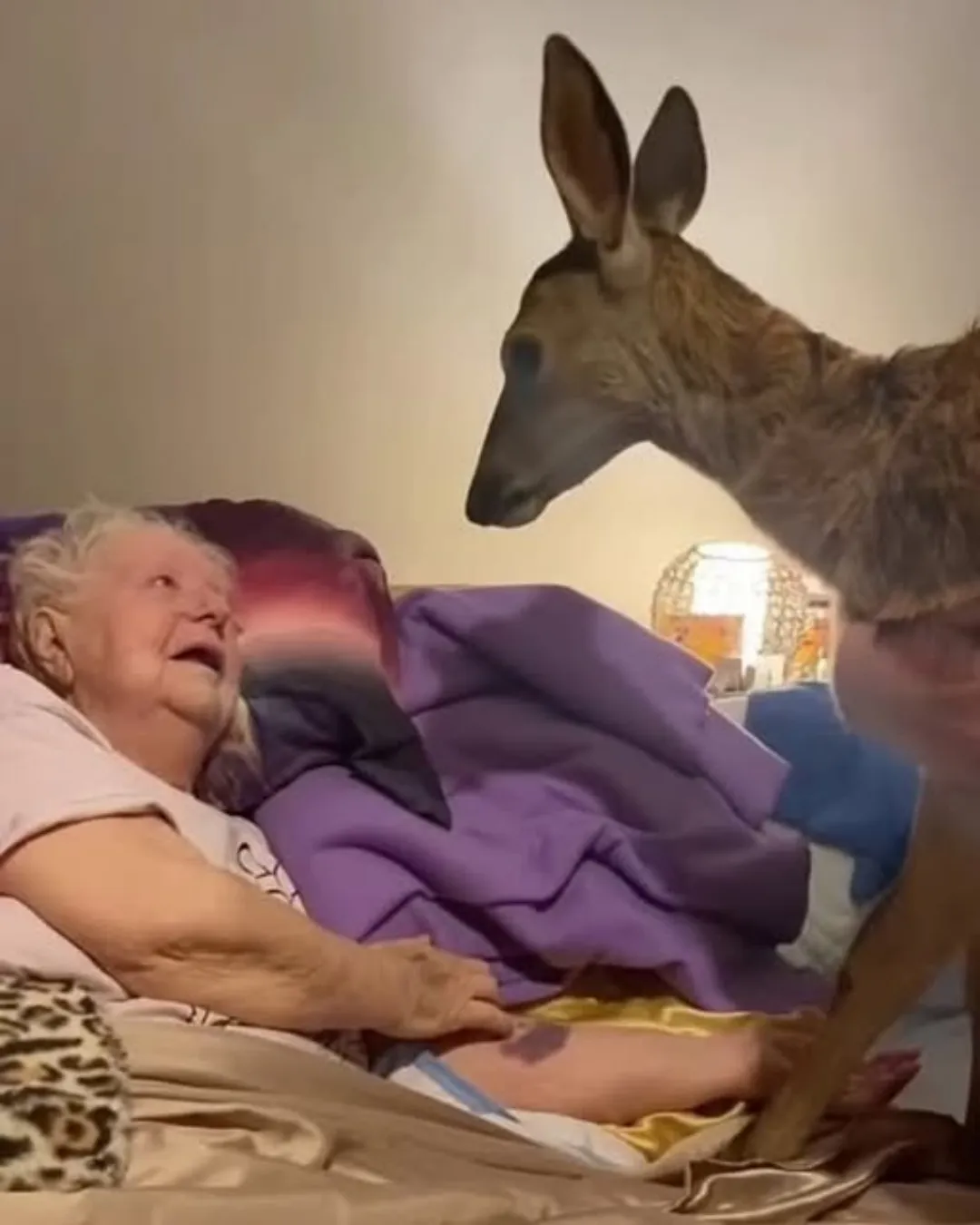 A Daughter’s Gift: Bringing a Real Bambi to Her Mother’s Side.587