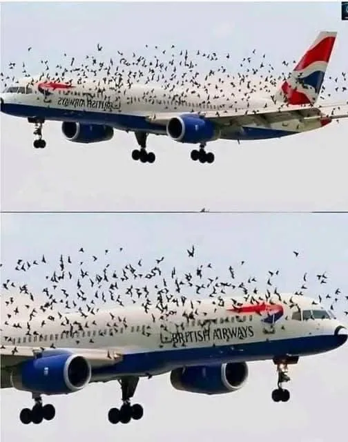 Q The pilot cried when he understood why the birds wouldn't leave him alo...See more
