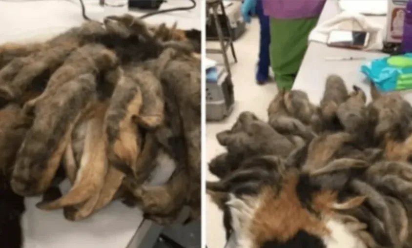 Hidey the Cat’s Remarkable Makeover