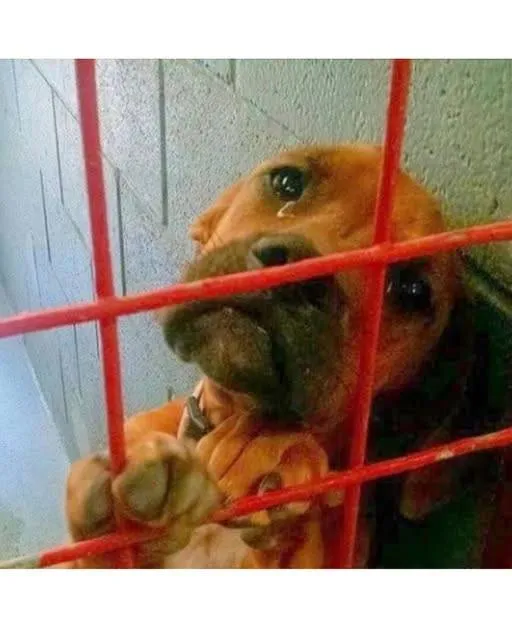 From Lonely Cage to Loving Home: The Puppy Who Found Her Happily Ever After 901