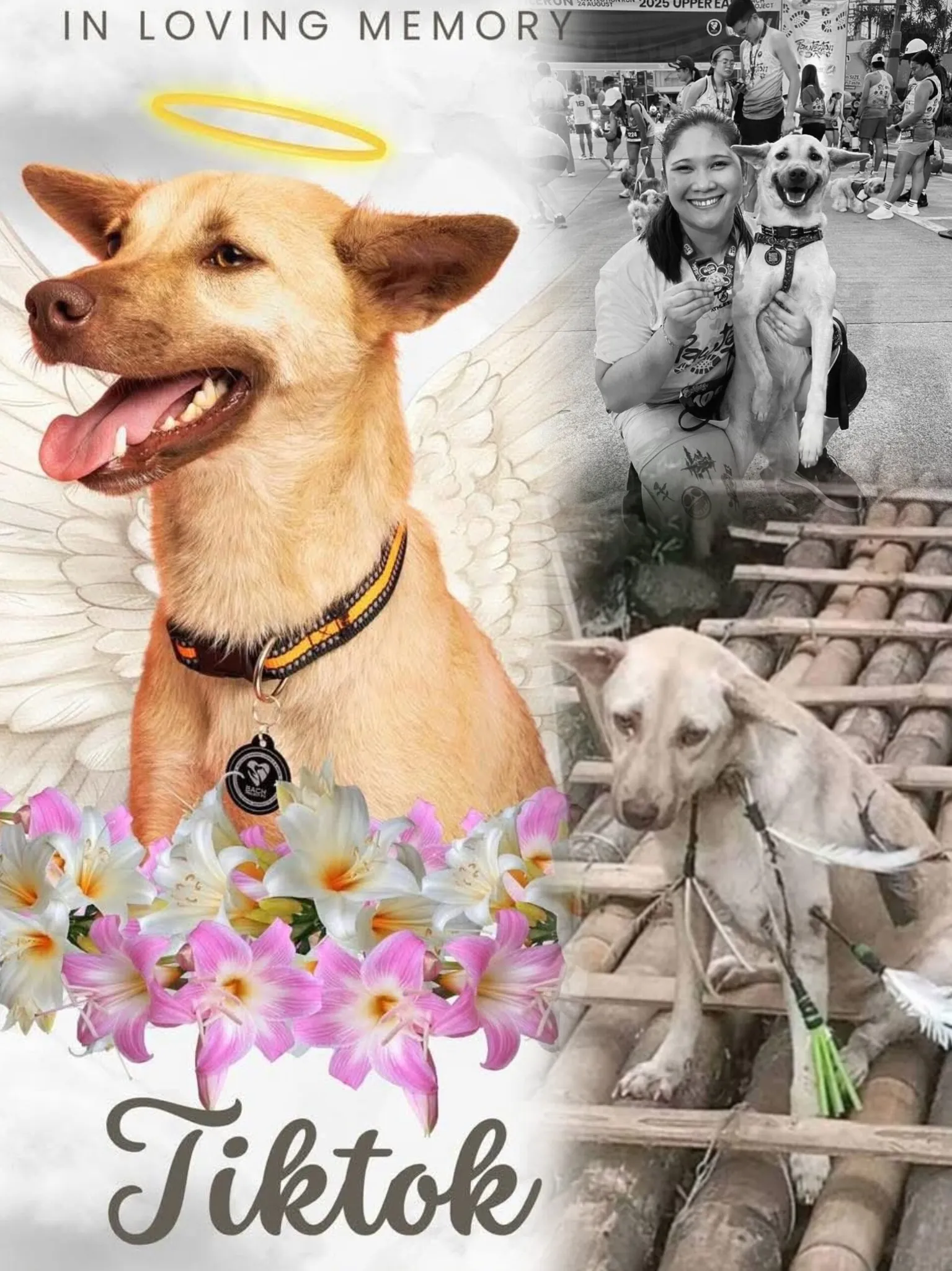 Tiktok: The Brave Survivor Who Touched Hearts Before Crossing the Rainbow Bridge 909